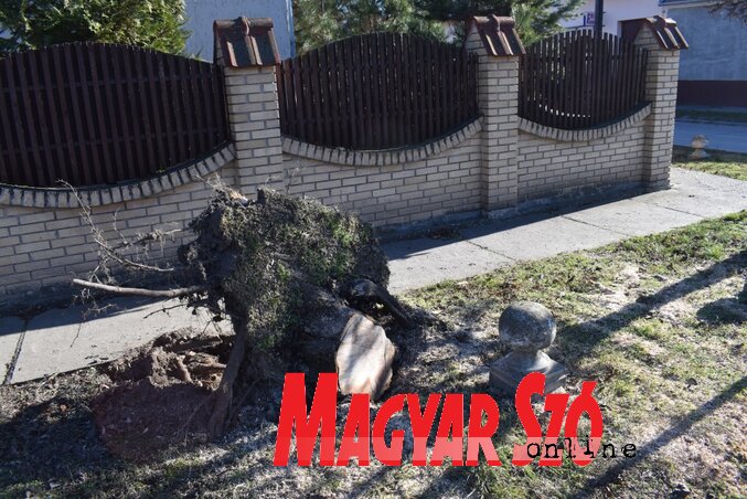 Ami a kidőlt fából megmaradt (Fotó: Patyi Szilárd) Ami a kidőlt fából megmaradt (Fotó: Patyi Szilárd)