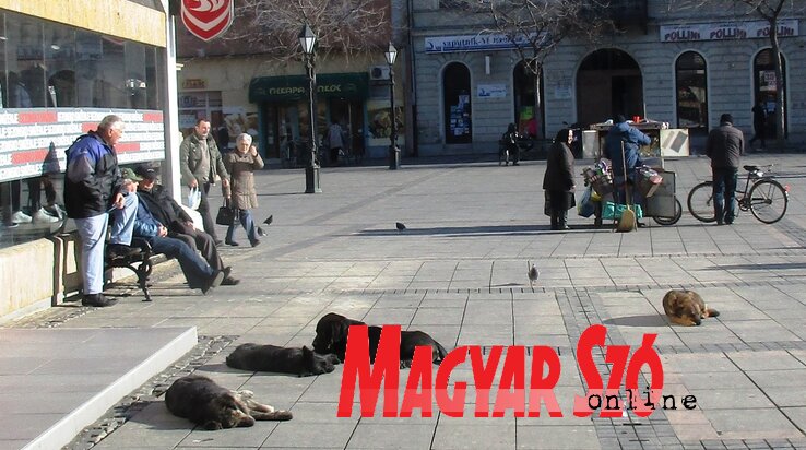 Még békésen szunyókálnak a kora tavaszi verőfényben (Fekete J. József felvétele)