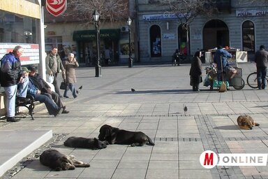 Még békésen szunyókálnak a kora tavaszi verőfényben (Fekete J. József felvétele)
