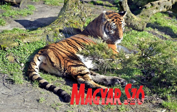 A tigris élvezi az etetésmentes napok hiányát (Fotó: Gergely Árpád) A tigris élvezi az etetésmentes napok hiányát (Fotó: Gergely Árpád)
