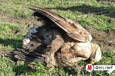 Méregtől elpusztult rétisas (Gergely József felvétele)