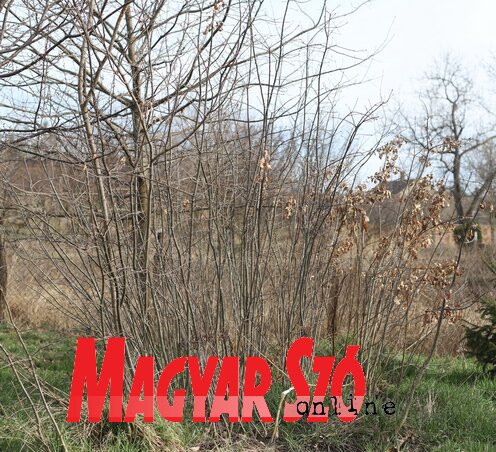 A helyi közösség saját nevelésű tölgyfákat is oszt a polgároknak (Lakatos János felvétele)