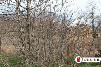 A helyi közösség saját nevelésű tölgyfákat is oszt a polgároknak (Lakatos János felvétele)