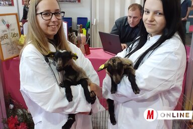 A kecskegidák is népszerűsítették a topolyai iskolát (Fotó: Fúró Dénes)