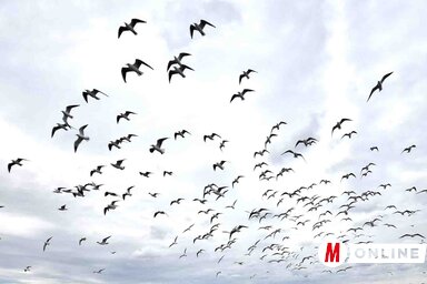 Fotó: Gergely Árpád