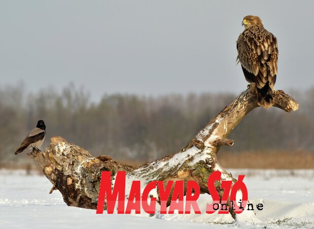 A parlagi sasok télen is a költőhely közelében maradnak (Fotó: Gergely József) A parlagi sasok télen is a költőhely közelében maradnak (Fotó: Gergely József)