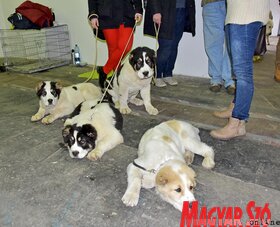 23. FeHoVa és Winter Dog Show