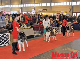 23. FeHoVa és Winter Dog Show