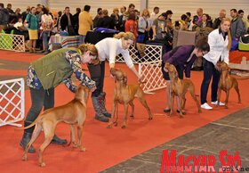 23. FeHoVa és Winter Dog Show