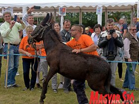 Fotó: Gergely József