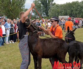 Fotó: Gergely József