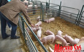 83. Nemzetközi Mezőgazdasági Vásár Újvidéken