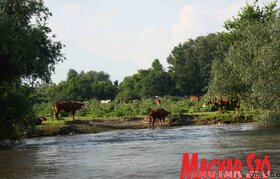 Bemutatták a turistákat szállító hőlégballonokat Krčedin szigetén