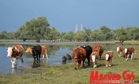 Bemutatták a turistákat szállító hőlégballonokat Krčedin szigetén