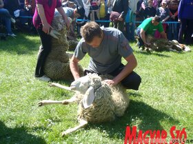 Birkanyíró és birkapörkölt-főző verseny Zentán