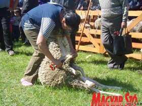 Birkanyíró és birkapörkölt-főző verseny Zentán