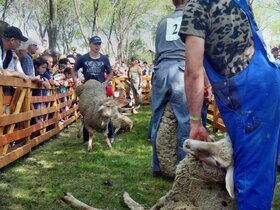 Vasárnap a zentai vásártéren megrendezték a tizenkettedik birkanyíró- és birkapörköltfőző-fesztivált.