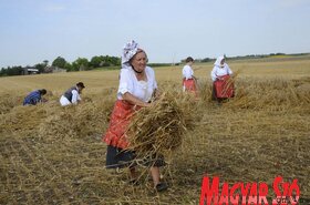 Dužijanca aratóverseny Györgyénben