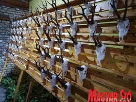 Először szerveztek őzbaktrófea-mustrát és vadászszemlét Topolyán (Tóth Péter felvétele)