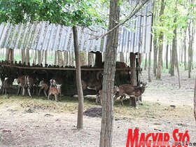 Először szerveztek őzbaktrófea-mustrát és vadászszemlét Topolyán (Tóth Péter felvétele)