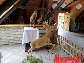 Először szerveztek őzbaktrófea-mustrát és vadászszemlét Topolyán (Tóth Péter felvétele)