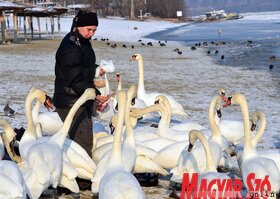 Hattyúetetés és madároázis az újvidéki strandon