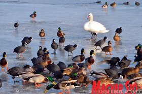 Hattyúetetés és madároázis az újvidéki strandon