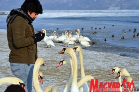 Hattyúetetés és madároázis az újvidéki strandon