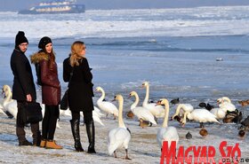 Hattyúetetés és madároázis az újvidéki strandon