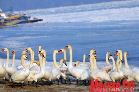 Hattyúetetés és madároázis az újvidéki strandon