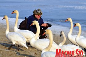 Hattyúetetés és madároázis az újvidéki strandon