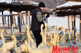 Hattyúetetés és madároázis az újvidéki strandon