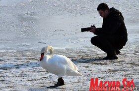 Hattyúetetés és madároázis az újvidéki strandon