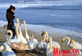 Hattyúetetés és madároázis az újvidéki strandon