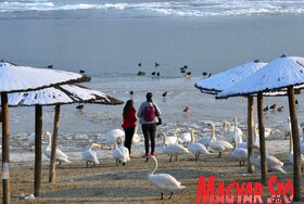 Hattyúetetés és madároázis az újvidéki strandon