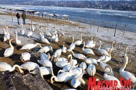 Hattyúetetés és madároázis az újvidéki strandon