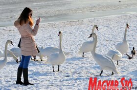 Hattyúetetés és madároázis az újvidéki strandon