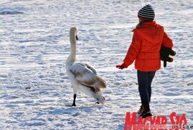 Hattyúetetés és madároázis az újvidéki strandon