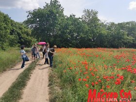 Lepketúra a Topolya Völgyei Természeti Park területén (Herceg Elizabetta)