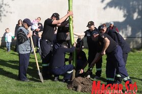 Májusfa állítás és majális Kishegyesen és Bácsfeketehegyen (Lakatos János felvétele)