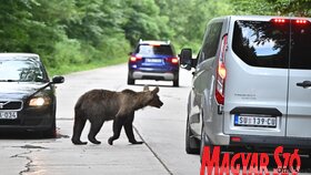 Medvecske a bocsokkal