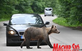 Medvecske a bocsokkal