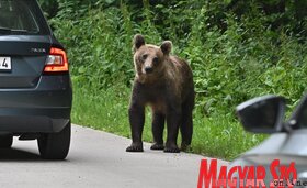 Medvecske a bocsokkal