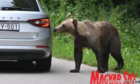 Medvecske a bocsokkal