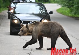 Medvecske a bocsokkal