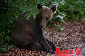 Medvecske a bocsokkal