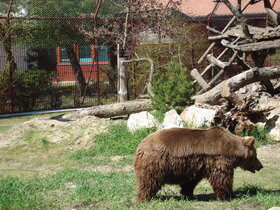 A barna medve végre méltó körülmények közé került