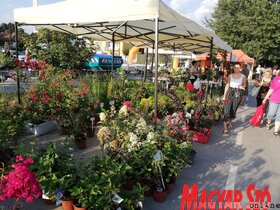 Megnyílt az Expo Topolyán (Tóth Péter felvétele)