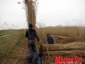 A faluban hat nádfeldolgozó kisüzemben 70-80-an dolgoznak