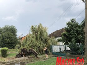 Lecsapott Zentára a szerda délutáni vihar. Az esővíz elárasztotta a parkot, több helyen pedig nagyobb fákat csavart ki a szél. 